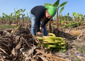 Labor. Una persona alista los bananos que serán exportados.