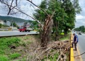 Con las lluvias los árboles se veían afectados y se caían