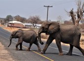 os elefantes africanos cruzan una carretera en la República de Botswana.