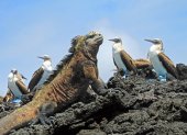 Fauna. Las islas Galápagos son consideradas como un paraíso natural.