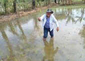 Hacienda. Las plantas sembradas ahora con la llegada del fenómeno de El Niño se pueden perder todas y eso provocaría escasez del alimento.