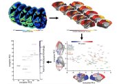 Una nueva cartografía de los receptores corticales revela la asociación entre la organización microestructural y los sistemas funcionales del cerebro.