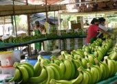 El 30 % de las ventas de banano van al mercado europeo.