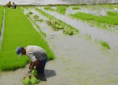 Agro.- Un agricultor trabaja en su cultivo de arroz.