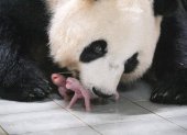 Nacimiento de dos pandas gemelos en un zoo de Corea
