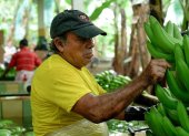 Hacienda.- Una persona trabaja alistando al banano que será exportado.
