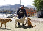 Común. En el sur, centro y norte de la urbe existen barrios que decidieron dar protección y cuidado a los animales que llegaron buscando abrigo, pero ser sus tenedores no es opción.