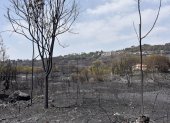 El gran incendio que afectó al litoral de Apulia fue controlado por los bomberos.