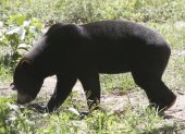 Un ejemplar de oso malayo similar al del zoológico de Hangzhou, en el este de China.