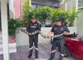 Esas son las boas constrictoras que se han hallado estos días en Guayaquil. En la imagen, las encontradas en Urdenor.
