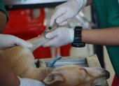 Perros y gatos. Las enfermedades renales en las mascotas suelen ser recurrentes. Una revisión anual puede prevenir que se enfermen.