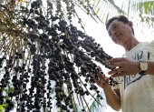 ACOMPAÑA CRÓNICA: BRASIL AÇAÍ AME8449. IGARAPÉ-MIRI (BRASIL), 07/08/2023.- El empresario Marco Noda muestra frutos de açaí, el 5 de agosto de 2023, en la región de Igarapé-Miri (Brasil). El açaí es el alimento de moda y su capital mundial es Igarapé-Miri, una ciudad precaria de la Amazonía brasileña que hasta hace bien poco vivía amedrentada por el crimen organizado, atraído por el millonario negocio que gira en torno a este fruto afrodisíaco.EFE/ Antonio Lacerda