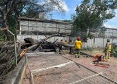 Uno de los carros tuvo daños en su techado y varias rejas cayeron con el impacto del árbol.
