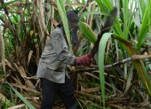 Hacienda. Un agricultor trabaja en el cultivo de la caña de azúcar.