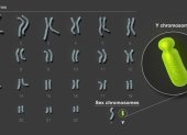 El cromosoma Y es el último de los cromosomas humanos en ser secuenciado por completo.