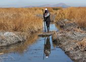 Bolivia. Domingo Chirino navega por un canal del lago Titicaca, el 16 de agosto de 2023, en Huarina, y le preocupa el bajón de los niveles de agua.