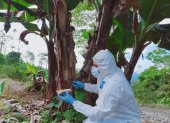 Control. Un técnico toma muestras a una hacienda de musáceas.