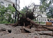 Huracán. Un árbol derribado por los vientos asociados a la tormenta en La Habana.