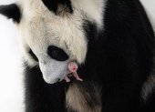 Un cachorro de oso panda, extremadamente difícil de reproducir en cautiverio, se convirtió en el primer animal de esta especie en nacer en el Zoológico de Moscú, informó hoy el alcalde de la capital rusa.