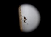 El mosquito de variedad Aedes aegypti trasmite el dengue.