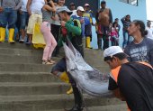 Salinas. Pescadores trasladan a uno de los peces recién capturados.