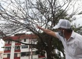 Acacias. Fermín Guevara muestra como los árboles de Las Acacias, y los ubicados en la 25 de Julio ya han perdido casi por completo sus hojas.