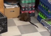 Rata gigante aparece dentro de local cerca de bebidas y alimentos