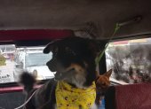 Comodidad. El emprendimiento Taximascotas ofrece transporte a un perro en Guayaquil.