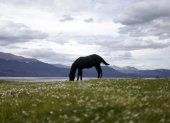 Escenario. Un caballo pasta en medio de un paisaje propio de la región de Argentina más cercana al Polo Sur.