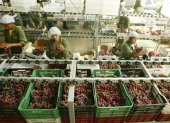 Trabajo.- Se preparan las uvas peruanas para la exportación.