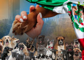 De acuerdo al INEGI, se estima una población de un millón 200 mil perros en las calles de la capital mexicana, con una tasa de crecimiento de 20 por ciento anual.