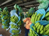 RACIMOS DE BANANO DE EXPORTACIÓN EN HACIENCA AGRÍCOLA |