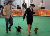 Dos competidores desfilan con sus perros durante el campeonato canino en Qingdao, al este de China.