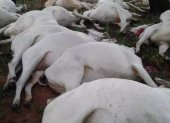 Los bovinos murieron tras el impacto del rayo.