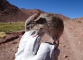 Un ejemplar de una especie de ratón orejudo, de la variedad Phyllotis vaccarum.