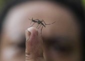 El dengue es una enfermedad transmitida por medio de mosquitos.