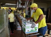 TRABAJADORES U OBREROS DE HACIENDA BANANERA EMPACANDO EN CAJAS LOS BANANOS PARA EXPORTACIÓN |