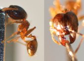 Pheidole Megacephala, especie de hormiga invasora.