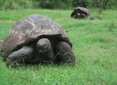 Fotografía de archivo de dos tortugas gigantes en el Archipiélago de Galápagos (Ecuador).