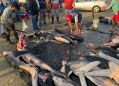 Dato. Ecuador tiene 38 tipos de tiburón de las 400 que hay en el mundo.