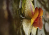 Este 16 de noviembre se realizó la presentación de la nueva especie de orquídea, Lepanthes inesmanzanoae.