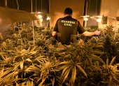 Madrid. Cultivo de cannabis hallado por la Guardia Civil.