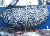 LA PESCA ILEGAL DE PECES ES ALGO PREOCUPANTE PARA LA ONU