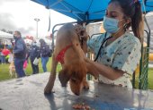 La feria contará con la participación de fundaciones, activistas y organizaciones de rescate animal