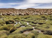 En un recorrido por la zona, se observan llamas pastando cerca de bofedales en Quetena (Bolivia)