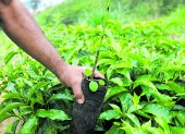 Agricultura. Una hacienda de café en una montaña de Colombia.