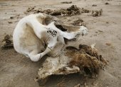 La calavera de un elefante muerto en Zimbabue. Las investigaciones preliminares han demostrado que sucumbieron a la deshidratación.