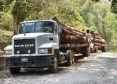 Camiones que transportan madera en La Reserva de la Biosfera Maya de Guatemala, amenazada por los incendios o el cambio climático.