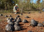Liberación de tortugas en área natural de Galápagos.