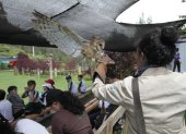 Aves que ya no pueden regresar a su hábitat participan de charlas para generar conciencia del daño que causa el tráfico ilegal.